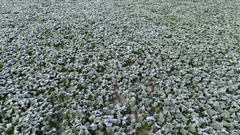 Aerial drone view of young rapeseed with autumn frost Stock Footage 318217429