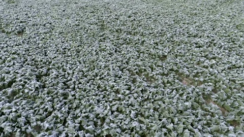 Aerial drone view of young rapeseed with autumn frost Stock Footage 318217527