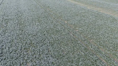 Aerial drone view of young rapeseed with autumn frost Stock Footage 318217557