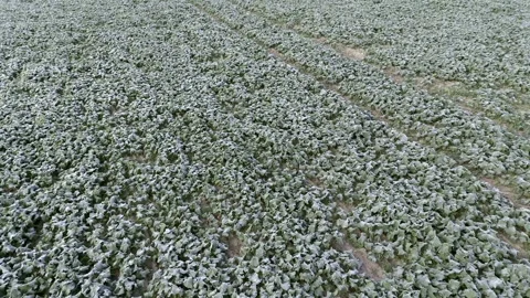 Aerial drone view of young rapeseed with autumn frost Stock Footage 318217603