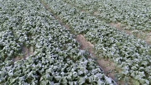 Aerial drone view of young rapeseed with autumn frost Stock Footage 318217622