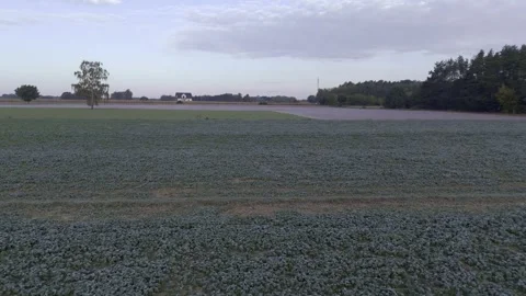 Aerial drone view of young rapeseed with autumn frost Stock Footage 318217732