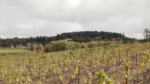 Aerial drone of vineyard in Eugene, Oregon countryside Stock Footage 104456338
