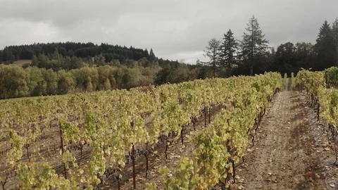 Aerial drone of vineyard in Eugene, Oregon countryside Stockbeeldmateriaal 104456397