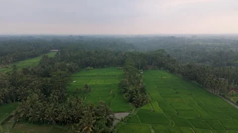 Aerial Drone Wide View Flying Forward Over Tropical Rice Fields Stock Footage 346195512