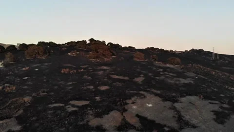 Aerial Drone, Wildfire Aftermath Charred Hillside with Oaks, California, 4K 库存影片 336464705