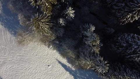 Aerial drone Winter trees Stock Footage