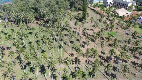 Aerial Drones view of a Uplifting Palm Trees Reveal Kapaa beach Video stock 303106771