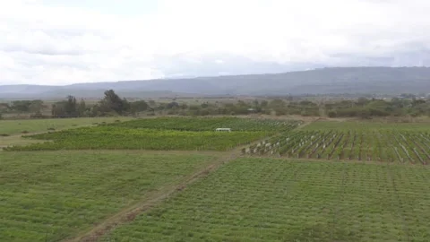 Aerial/  droneshot of a vineyard Stock Footage 132429479