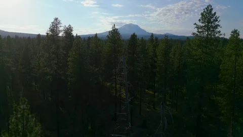 Aerial drops down into forest in front of mountain Stock Footage 314548825
