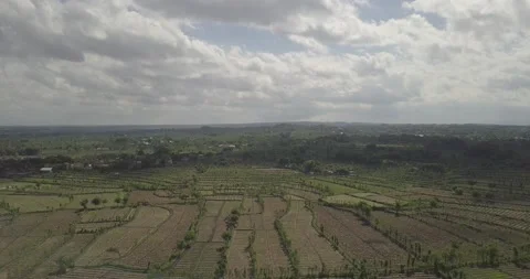 Aerial Dry paddy field Stock Footage 231801970