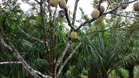 Aerial Durian tree, Fresh durian fruit on tree, Durians are the king of fruit Stock Footage 125432053