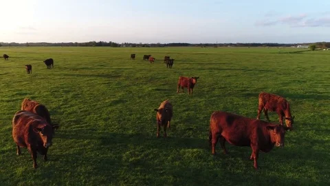 Aerial during sundown sunset Aberdeen Angus cattle cows 4k Stock Footage