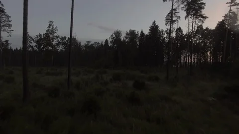 Aerial dusk forest. Camera flyes up Video stock 127792708