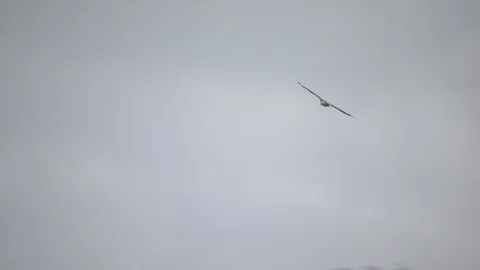 Aerial of eagle in Norway Stock-Footage 87779417