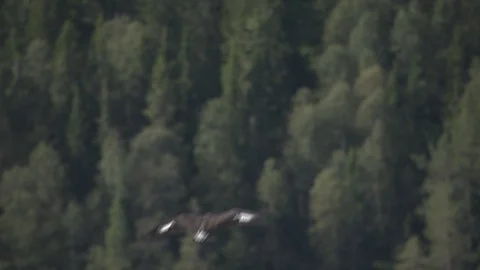 Aerial of eagle in Norway summer Stock Footage 87779744