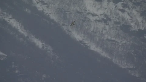 Aerial of eagle in Norway winter Stock Footage 87779472