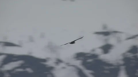 Aerial of eagle in Norway winter Stock-Footage 87779502