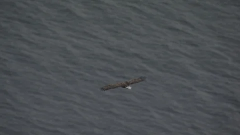 Aerial of eagle in Norway winter Stock Footage 87779505