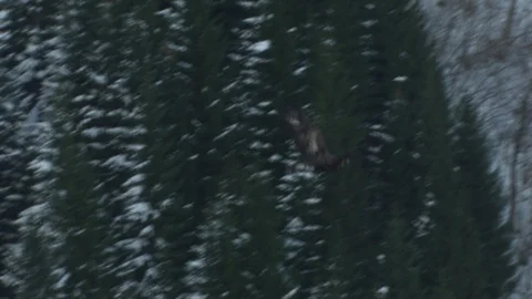 Aerial of eagle in Norway winter Stock Footage 87779597