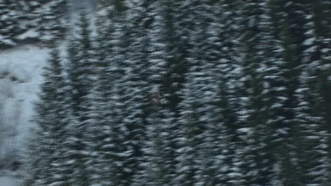 Aerial of eagle in Norway winter Stock Footage 87779626