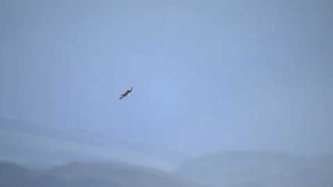 Aerial of eagle in Norway winter Stock Footage 87779703