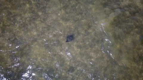 Aerial Eagle Ray Stock Footage 116256756