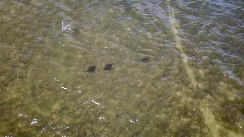 Aerial Eagle Rays Stock Footage 116256715