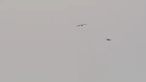 Aerial of eagles in Norway winter Stock Footage 87779683