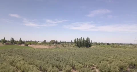 Aerial Elegance: Exploring the Vineyard Landscape from Above Stock Footage 274364131