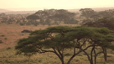 AERIAL: Elephant herd traveling through savanna wilderness at golden light dawn Stock Footage