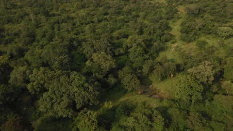 Aerial Elephants in Forest Stock Footage 209596712