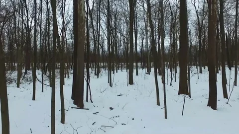 Aerial Elevating Cinematic Shot Inside Snowy Forest Stock Footage 129976351