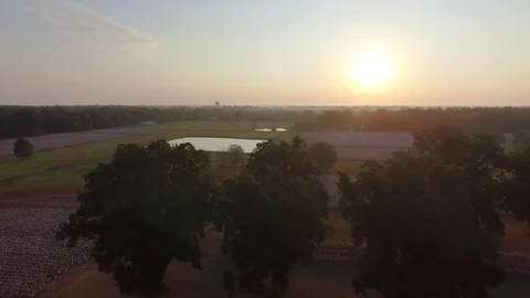 Aerial Elevating Shot of Large Sun Over Cotton Field at Sunset Stock Footage 129458217