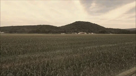 Aerial Elevating Shot Over Corn Field Stock Footage 129966906