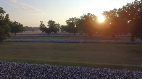 Aerial Elevating Shot Over Cotton Field at Sunset Stock Footage 129458220