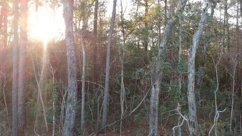 Aerial Elevating Shot of Sunlight Through Forest Tree Stock Footage 129396165