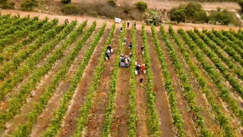 Aerial elevation orbit of workers harvesting grapes in a vineyard at Stock Footage 183960610