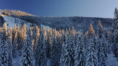 Aerial elevation shot above snow covered fir trees in a mountain valley Video stock 295946277