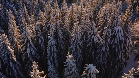 Aerial elevation shot above snow covered fir trees in a mountain valley Video stock 295946464