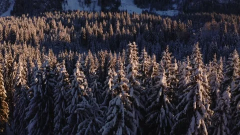 Aerial elevation shot above snow covered fir trees in a mountain valley Video stock 295946600