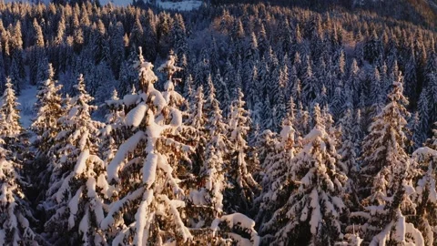 Aerial elevation shot above snow covered fir trees in a mountain valley Video stock 295946638