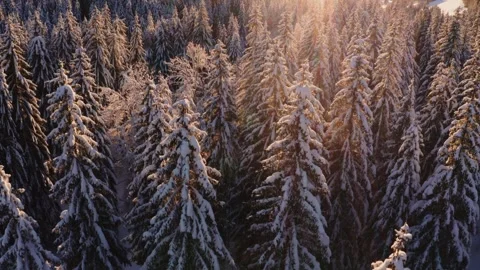Aerial elevation shot above snow covered fir trees in a mountain valley Video stock 295946665