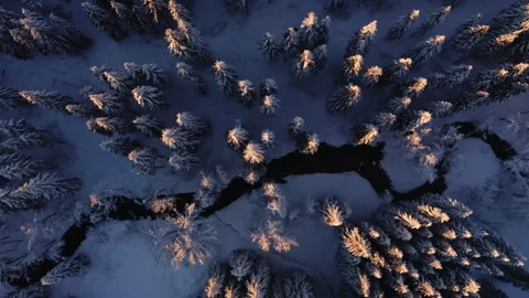 Aerial elevation shot above snow covered fir trees in a mountain valley Video stock 295947088