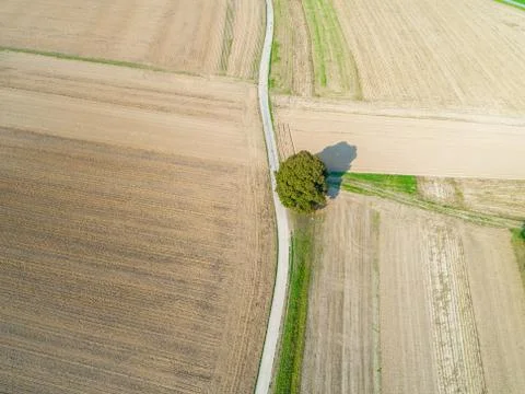 Aerial of empty fields with single tree Stock Photos