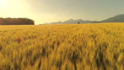 AERIAL: Endless wheat field surrounded by forest and rocky mountains at sunset Stock Footage