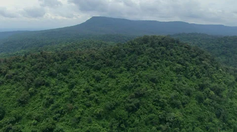 Aerial Environment Forest Canopy Trees National Park Stock Footage 29160312