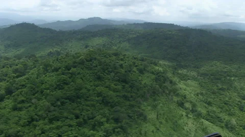Aerial Environment Forest Canopy Trees National Park Stock Footage 29163223