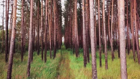 Aerial epic drone flight of camera over a path in the corridor of beautiful tree Stock Footage 136735469