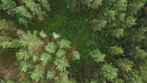 Aerial epic drone flight of camera over the top of beautiful pine trees in green Stock Footage 136738561
